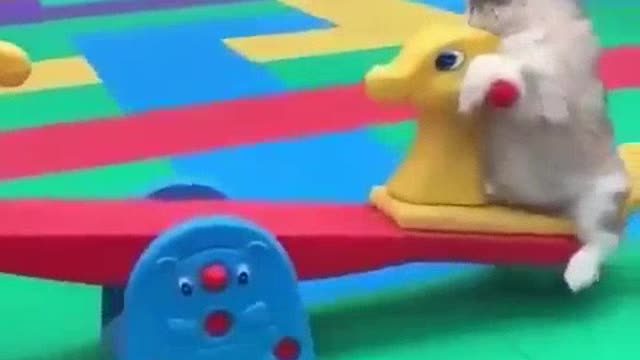 [Alaska] Alaskan pigs playing on the seesaw