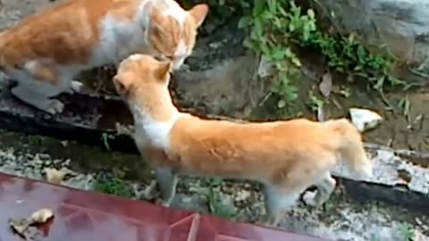 These two cats are arguing, causing a very powerful fight