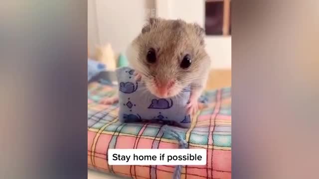 funny baby hamsters video