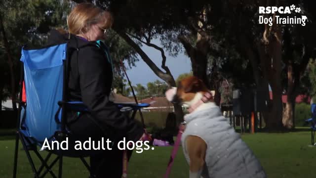 Dog training videos