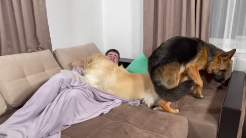 Golden Retriever and German Shepherd Wake Me Up