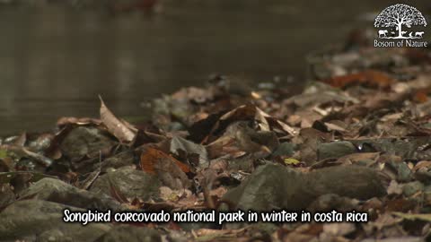 Songbird corcovado national park in winter in costa rica