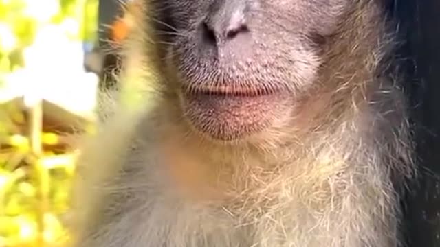 funny video monkey sleeping laughing