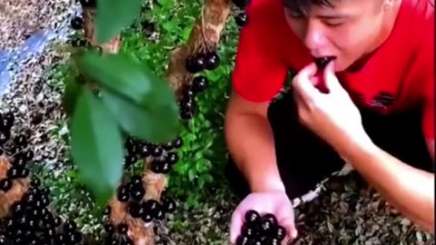 Amazing fruit tree Jabuticaba