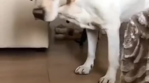 Funny animal video 😂😂