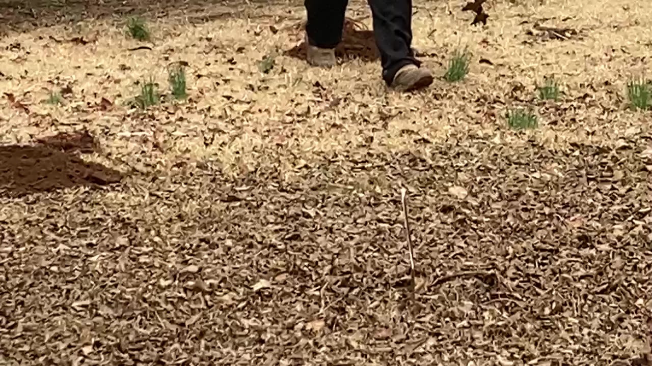 Birth of a Suburban Food Forest