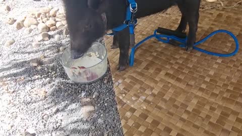 Cute Pig Excited To Eat Breakfast