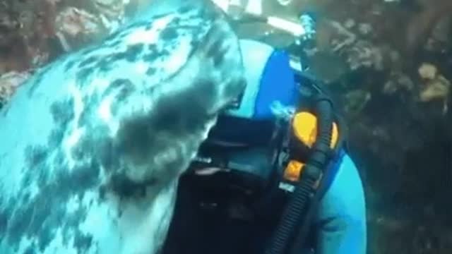 🔥 A seal interacting with a diver.