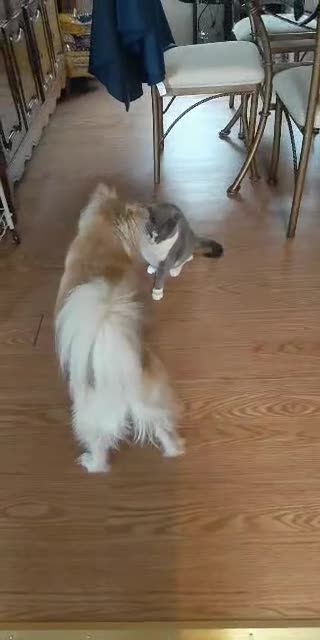 Aww Dog & Cat play fighting