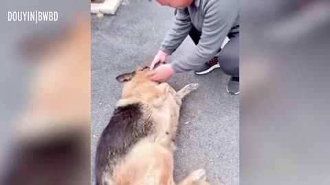 Former Police Dog 'Cries' After Reuniting With Handler She Hasn't Seen For Years