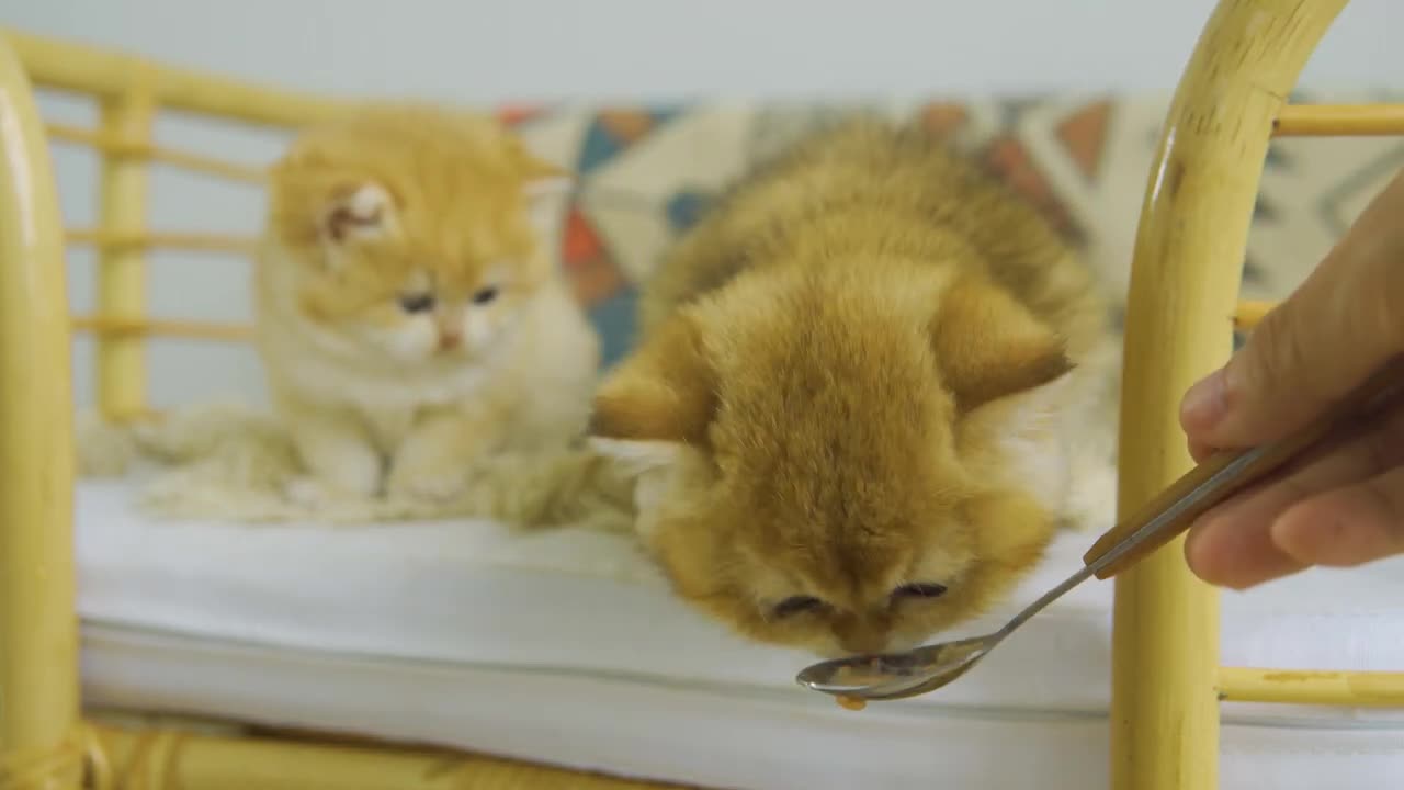 ASMR eating | Kitten Pudding Wants To Play But Orange Just Wants To Eat Snacks