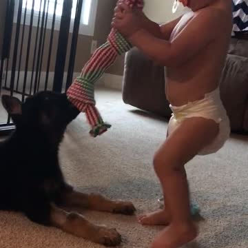 12 week old German shepherd playing tug of war with 12 month old baby