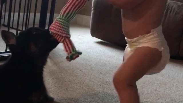 12 week old German shepherd playing tug of war with 12 month old baby