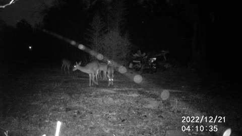 12/21/22 DEER 2