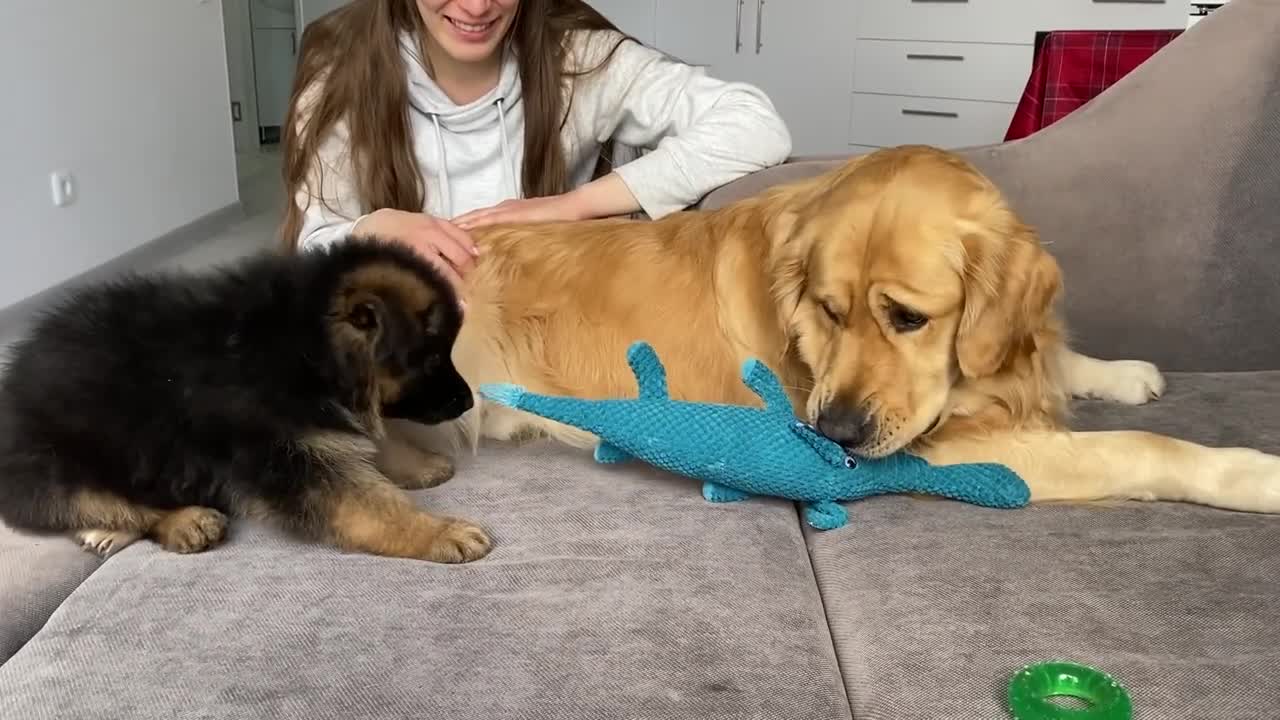 My Dog Gets Annoyed by New Puppy From Day One