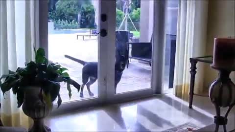 How to stop dogs from attacking cats