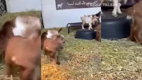 Funny dogs and cats video😆😊😋😎😎 😚 😚☺. Best animals video