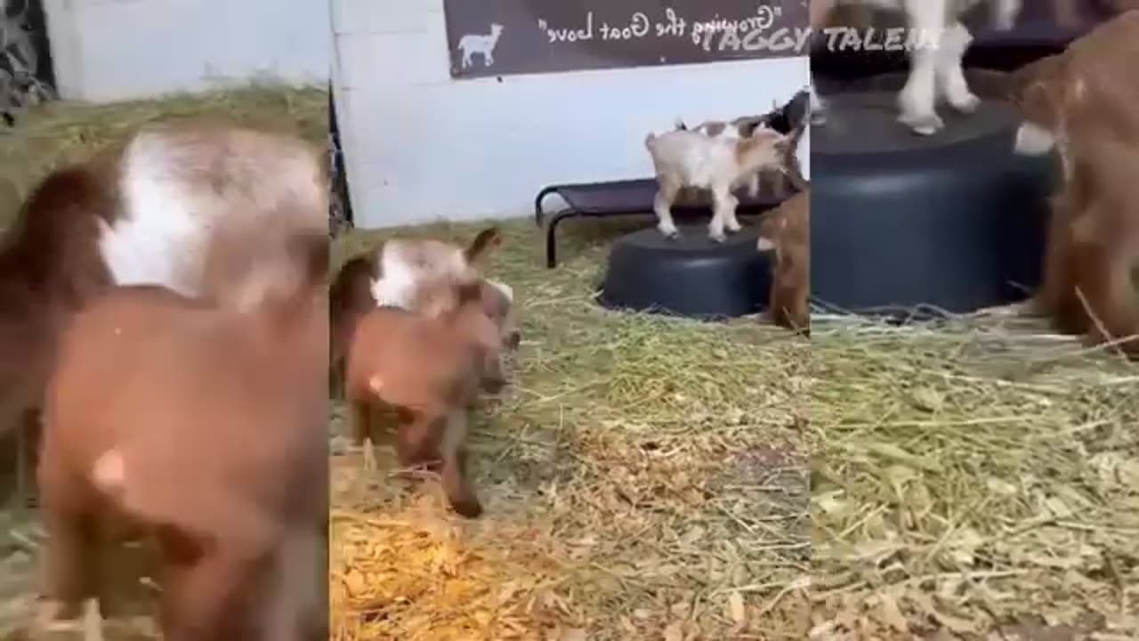 Funny dogs and cats video😆😊😋😎😎 😚 😚☺. Best animals video