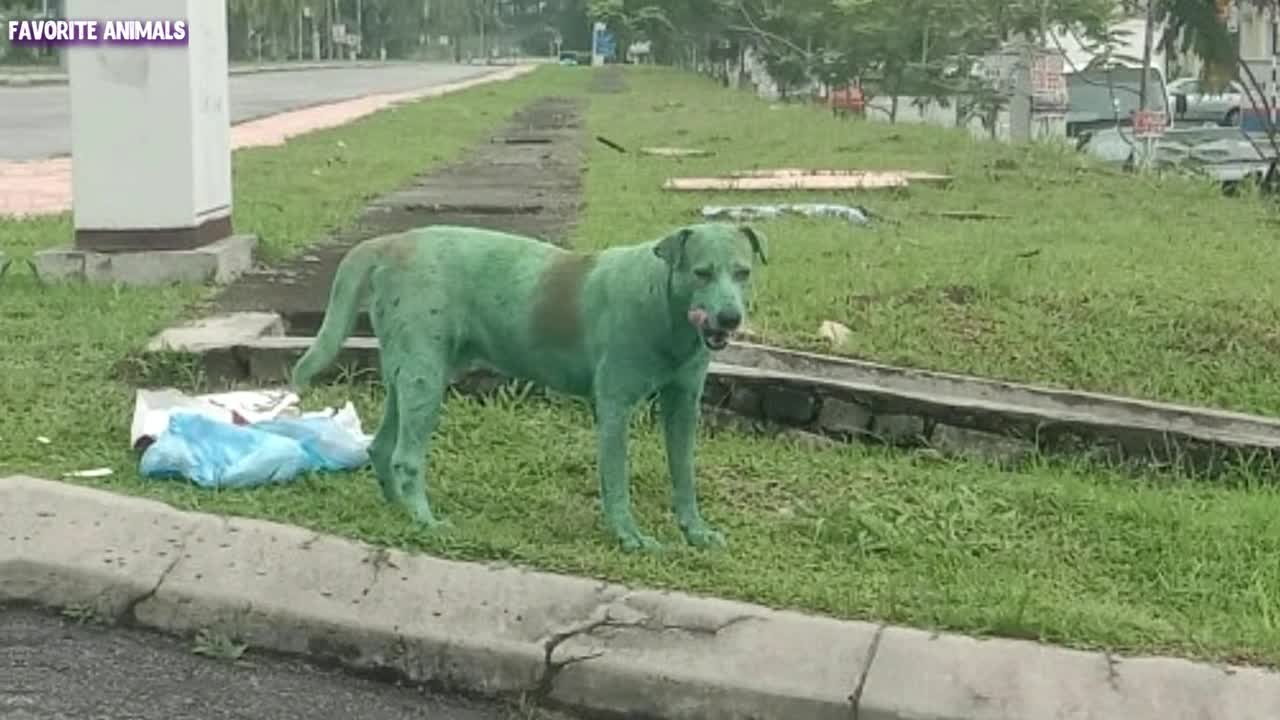 A homeless and heartbroken dog was found crying after vandals painted it green