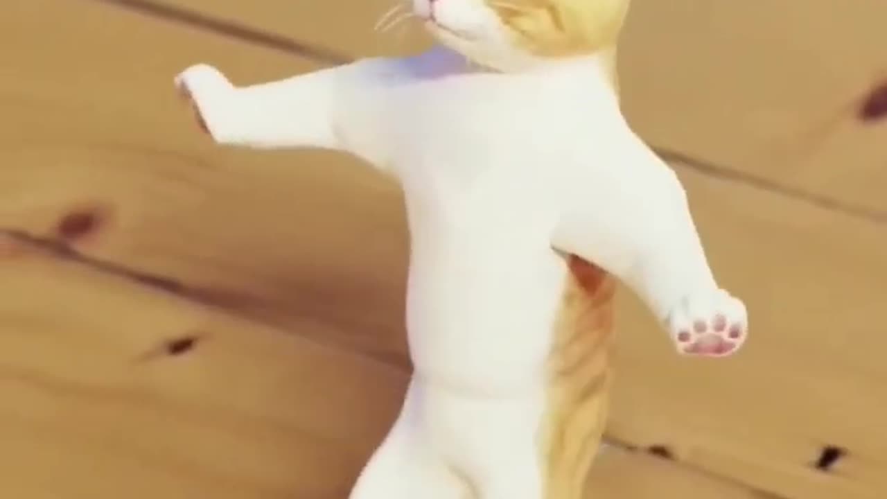 Cat funny dance video and injoy