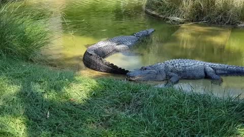 crocodiles stay motionless In a water pond of the zoo