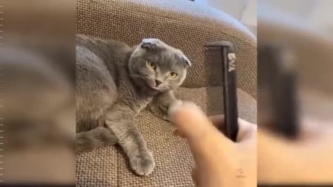 funny cats