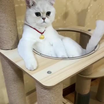Fanny Cat Video And Cute Cat Video
