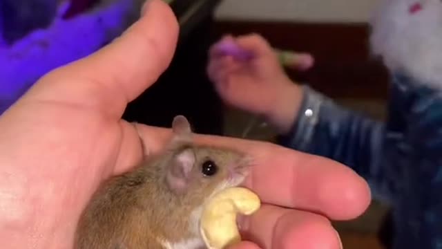 No free roaming mice allowed in this house!