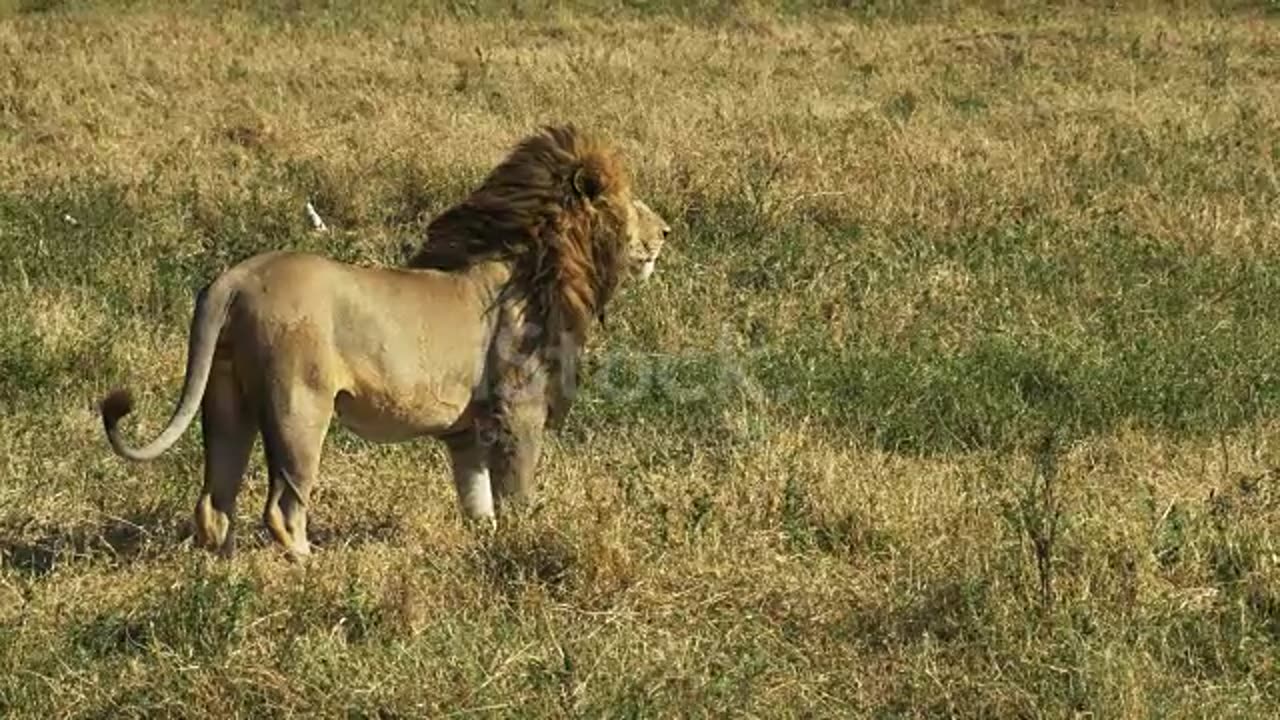 A lion walks away from the camera