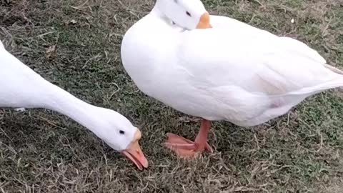 Duck 🦆 Noise Sound Effect By Kingdom of Awais
