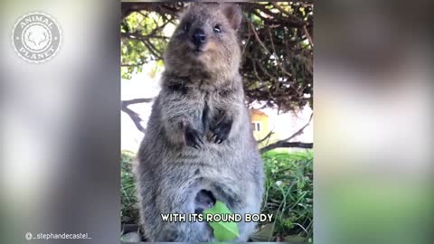 Quokka - In 1 Minute! ?? One Of The Cutest And Rarest Animals In The Wild | Animal Planet Videos