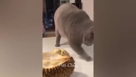 Funny animal's