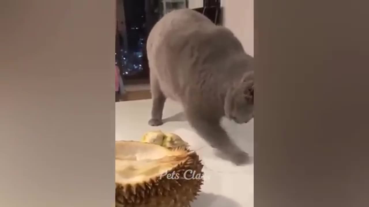 Funny animal's
