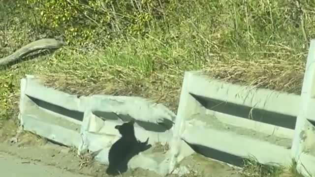 Mamãe ursa tenta levar seus três filhos para o morro 🐻🐻