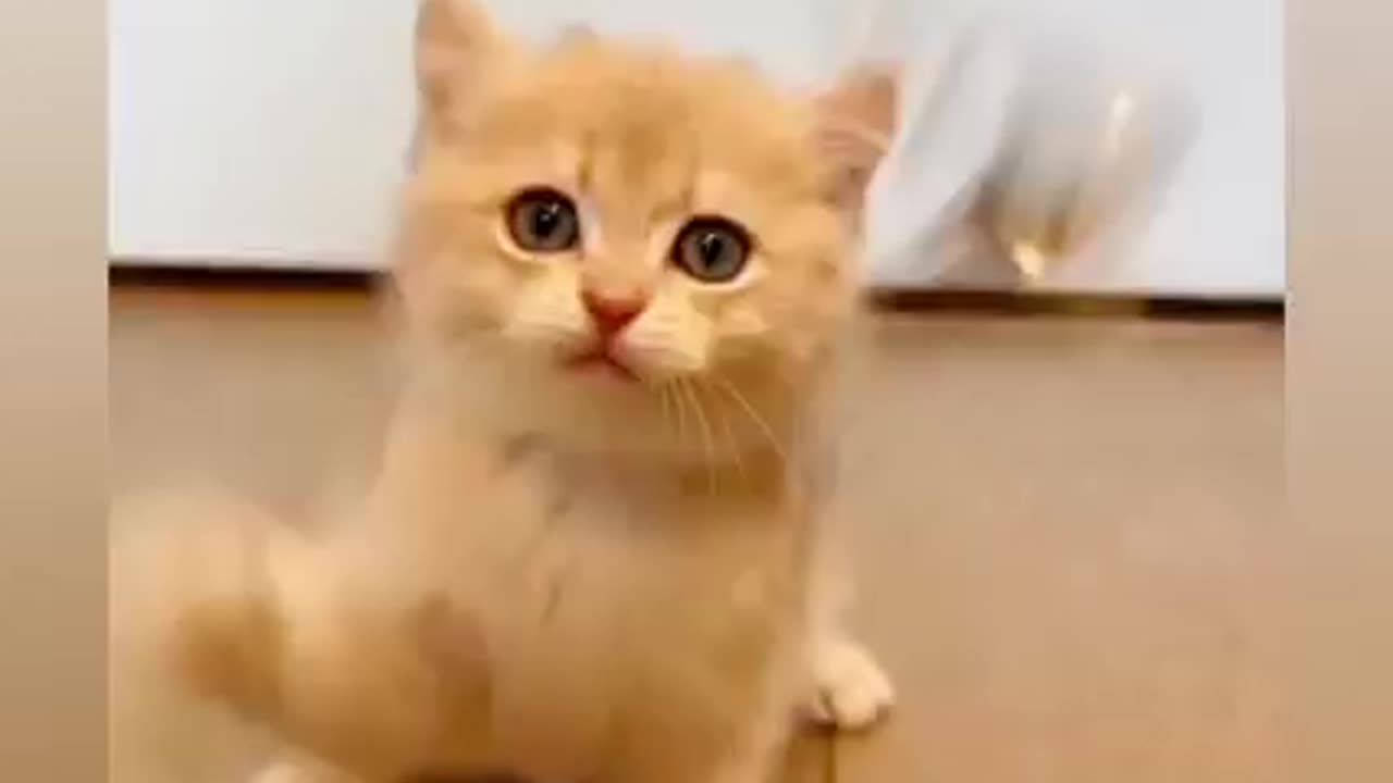 Cat Funny video