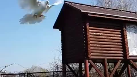 flight of the dove