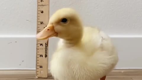 From duckling to adult in 45 days