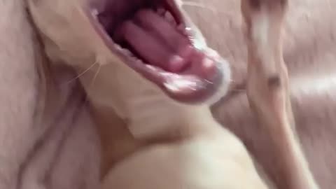 Hit them high notes