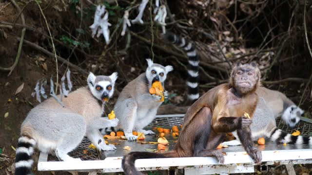 monkeys sharing food with other Animals