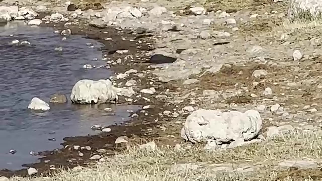 African wildcat brings her breakfast down to earth