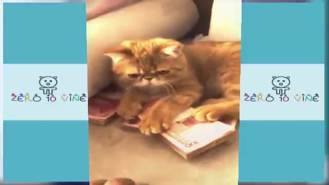 😗Funny Cats Videos Compilation 💩💙🐱