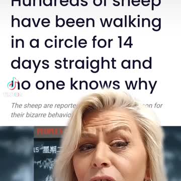 Biblical meaning of one of these sheep have been walking in a circle for 14 days