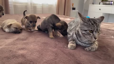 Funny Cat Reaction to Puppies [Kitty sees them for the First Time]