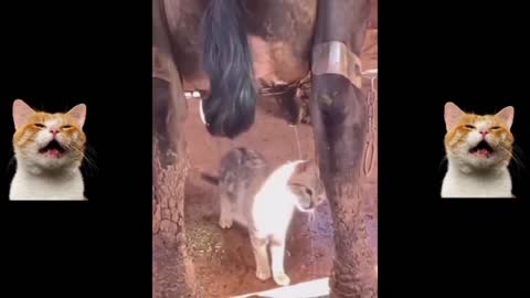 Cats Funny Videos - Some dogs decided to show up too😂😂🐶