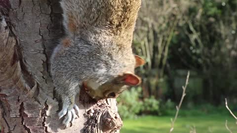 squirrel having lunch