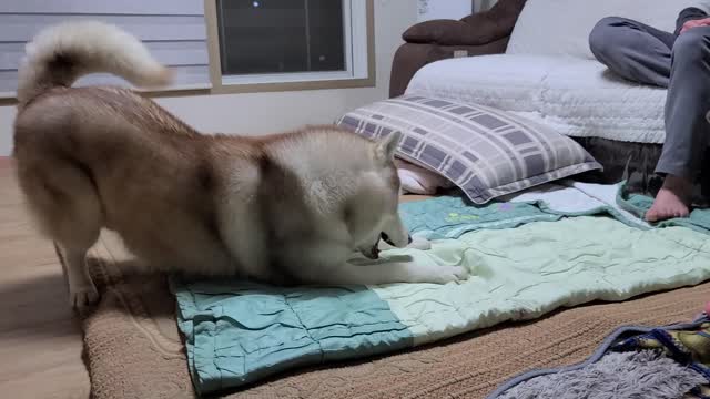 What's the reaction of the dog when the toy ball goes under the drawer?