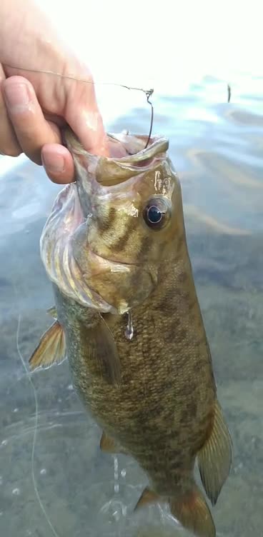 Admiring the beauty of an absolutely BEAUTIFUL Small Mouth Bass