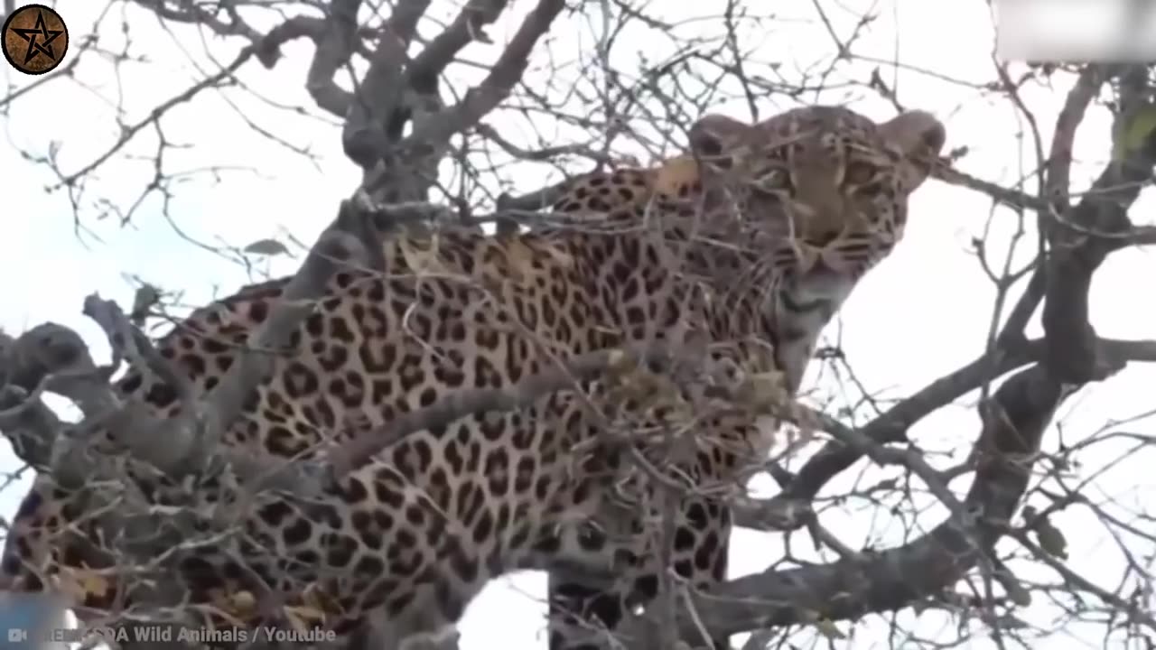 10 Times Leopards Messed With The Wrong Opponent (Animals)