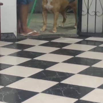 here comes the BROOM ready or not #shorts #viral #dogtraining #rumble