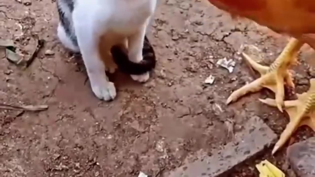 Cat vs Chicken Who will win?